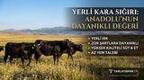 Yerli Kara Sığırı