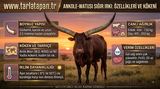 Ankole (Ankole-Watusi)