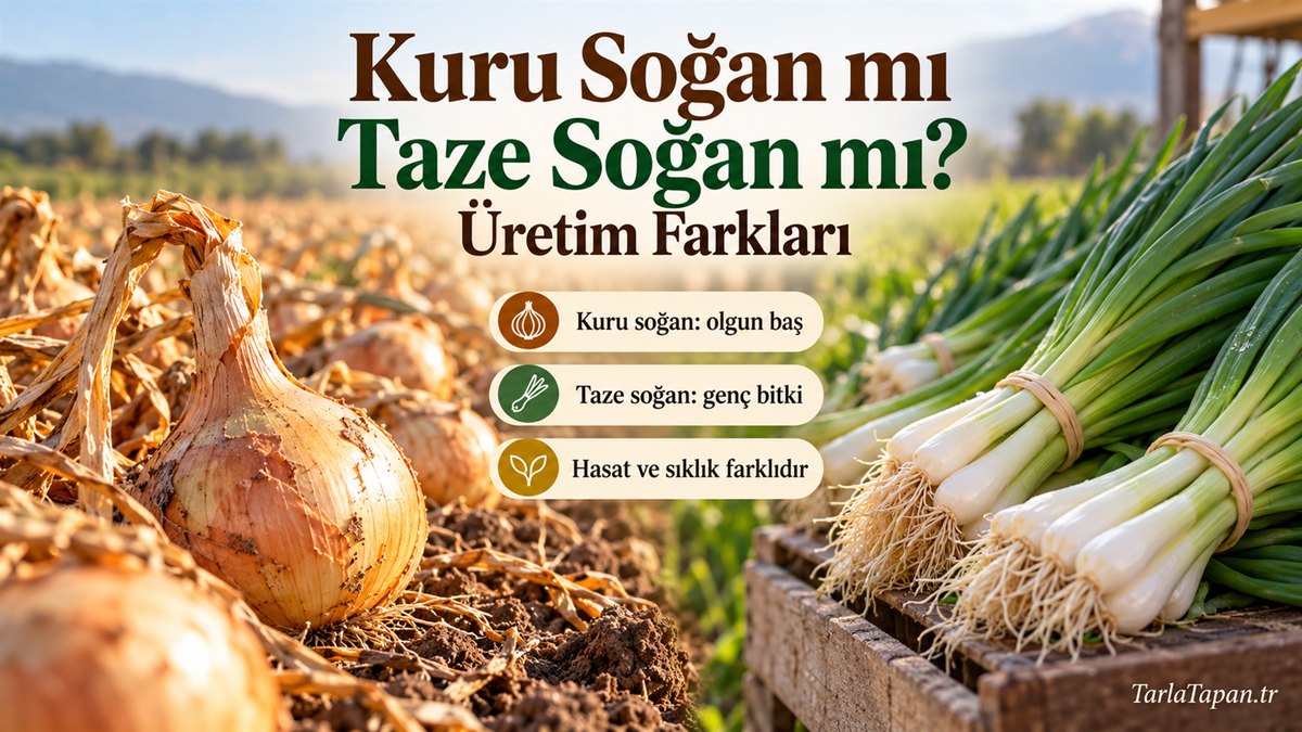 Kuru Soğan mı Taze Soğan mı? Üretim Farkları