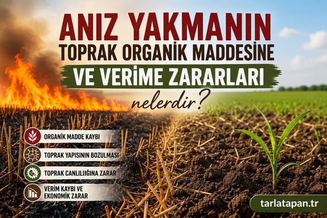Anız Yakmanın Toprak Organik Maddesine ve Verime Zararları Nelerdir