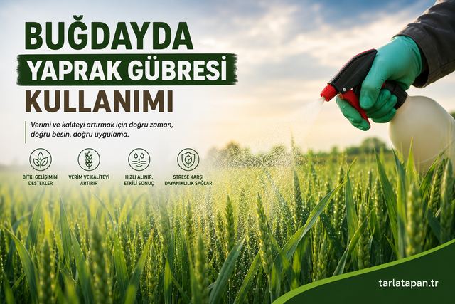 Buğdayda Yaprak Gübresi Kullanımı