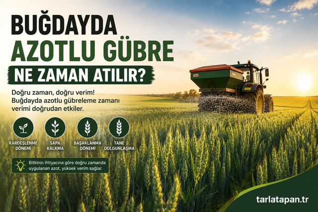 Buğdayda Azotlu Gübre Ne Zaman Atılır?