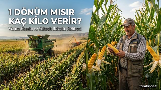 1 Dönüm Mısır Kaç Kilo Verir?