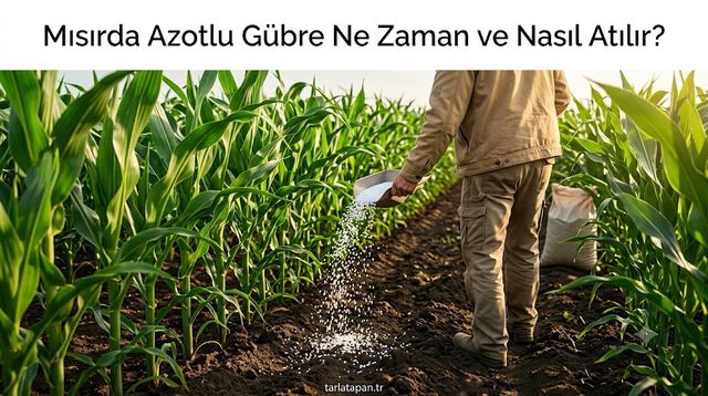 Mısırda Azotlu Gübre Ne Zaman ve Nasıl Atılır?