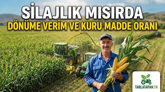 Silajlık Mısırda Dönüme Verim ve Kuru Madde Oranı