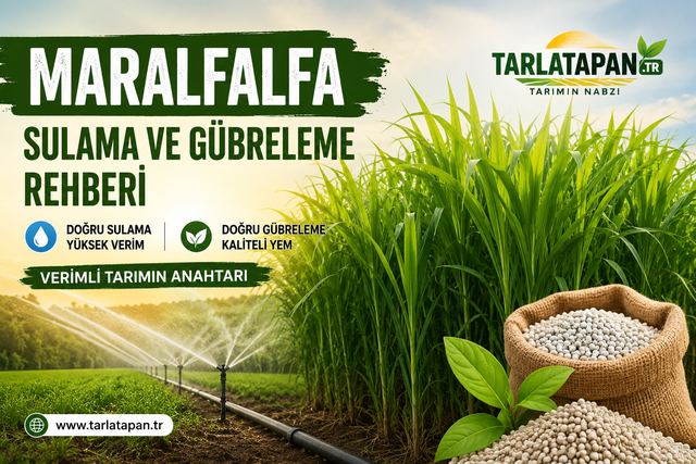 Maralfalfa Sulama ve Gübreleme Rehberi