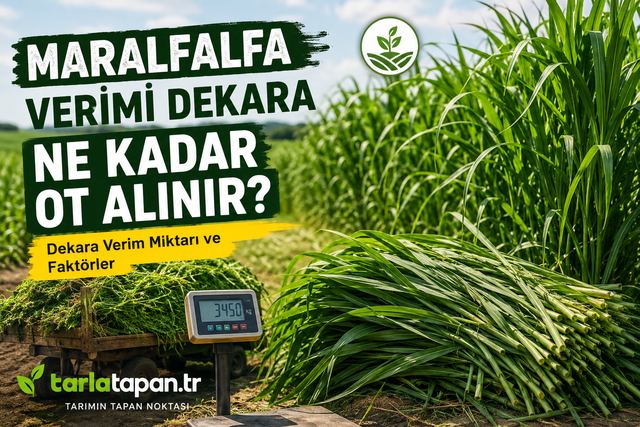 Maralfalfa Verimi: Dekara Ne Kadar Ot Alınır