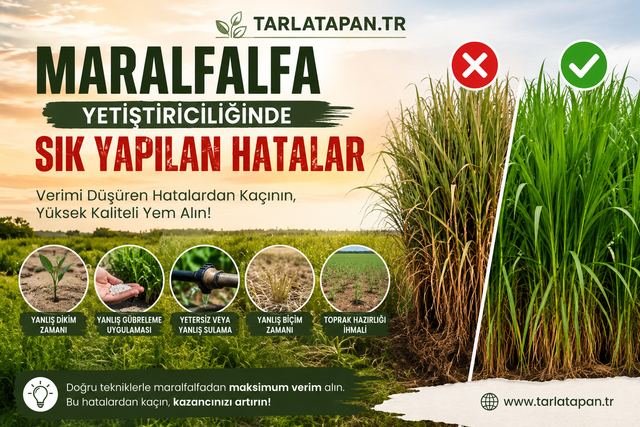 Maralfalfa Yetiştiriciliğinde Sık Yapılan Hatalar