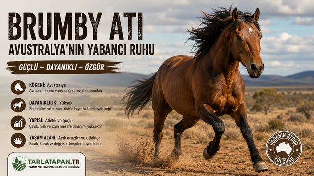 Brumby Atı