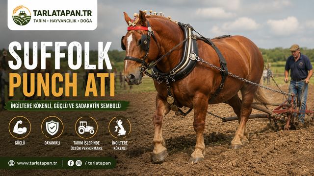 Suffolk Punch Atı