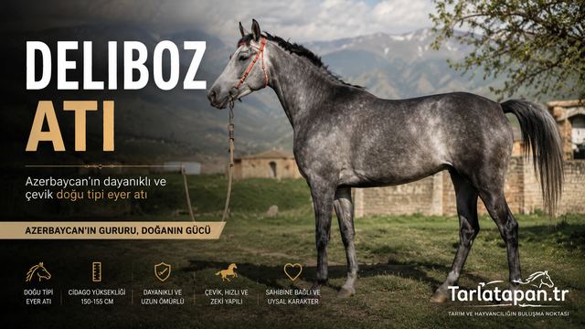 Deliboz Atı