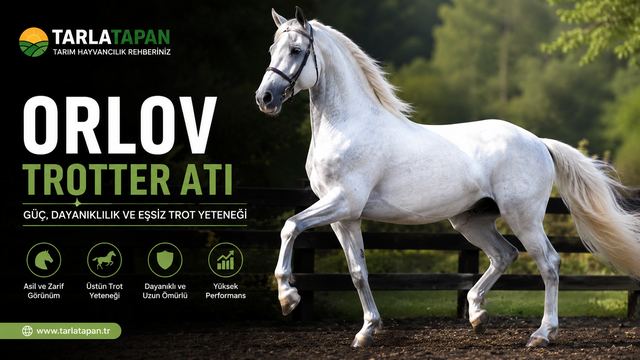 Orlov Trotter Atı