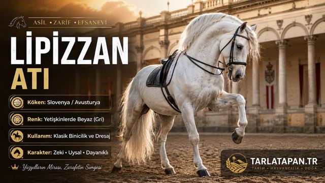Lipizzan Atı