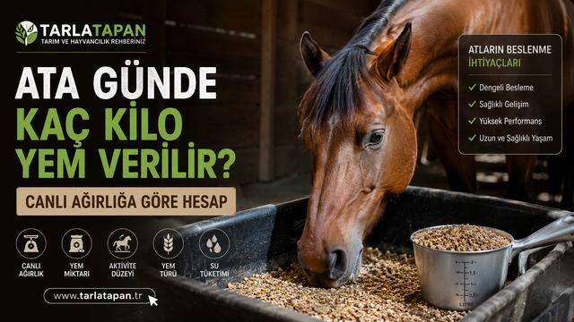 Ata Günde Kaç Kilo Yem Verilir? Canlı Ağırlığa Göre Hesap