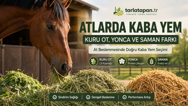 Atlarda Kaba Yem: Kuru Ot, Yonca ve Saman Farkı