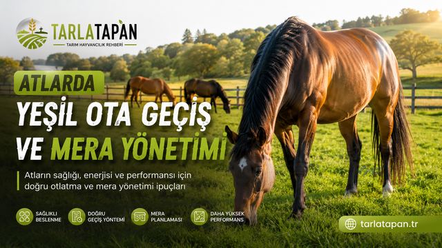 Atlarda Yeşil Ota Geçiş ve Mera Yönetimi