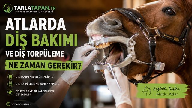 Atlarda Diş Bakımı ve Diş Törpüleme Ne Zaman Gerekir
