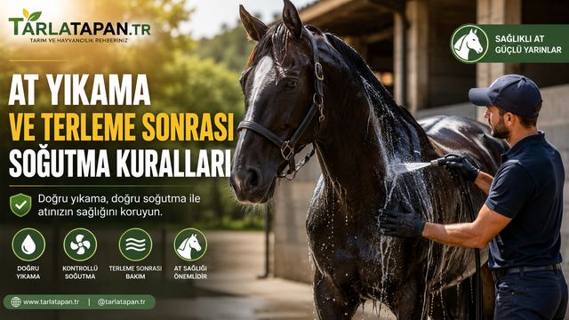 At Yıkama ve Terleme Sonrası Soğutma Kuralları