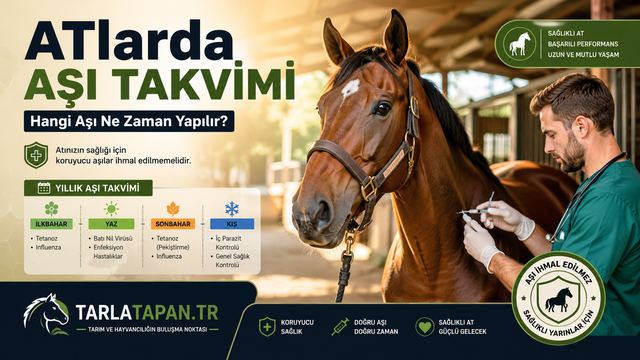 Atlarda Aşı Takvimi: Hangi Aşı Ne Zaman Yapılır
