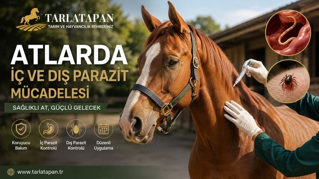 Atlarda İç ve Dış Parazit Mücadelesi