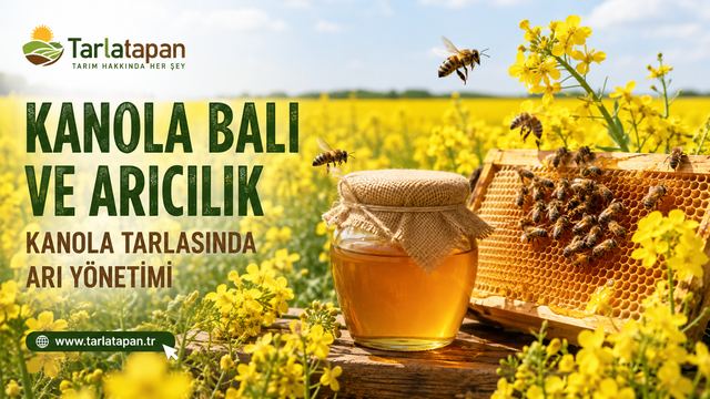 Kanola Balı ve Arıcılık: Kanola Tarlasında Arı Yönetimi