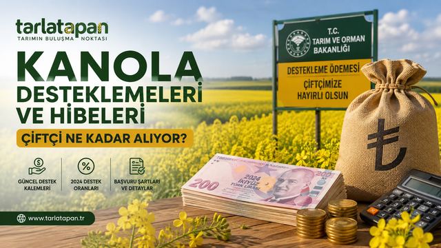 Kanola Desteklemeleri ve Hibeleri: Çiftçi Ne Kadar Alıyor?