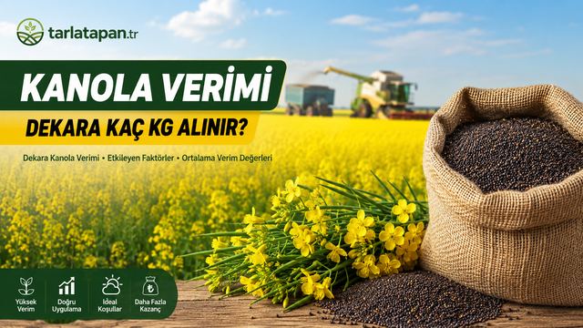 Kanola Verimi: Dekara Kaç Kg Alınır?