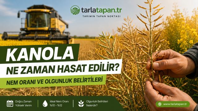 Kanola Ne Zaman Hasat Edilir? Nem Oranı ve Olgunluk Belirtileri