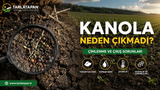 Kanola Neden Çıkmadı? Çimlenme ve Çıkış Sorunları