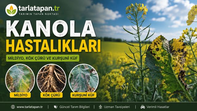 Kanola Hastalıkları: Mildiyö, Kök Uru ve Kurşuni Küf