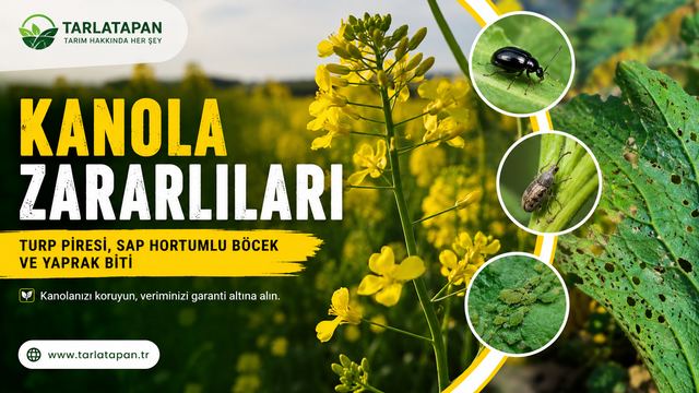 Kanola Zararlıları: Turp Piresi, Sap Hortumlu Böcek ve Yaprak Biti