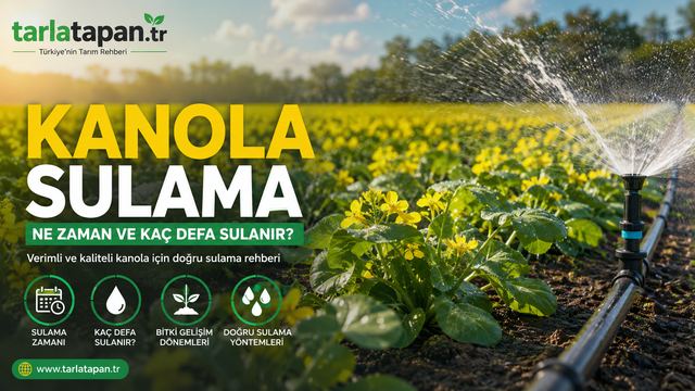 Kanola Sulama: Ne Zaman ve Kaç Defa Sulanır?