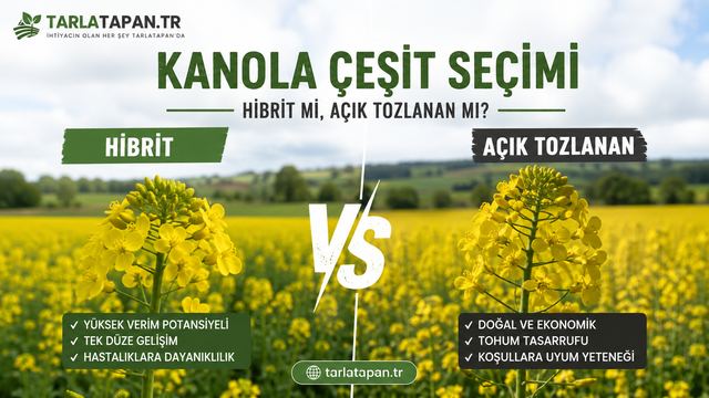 Kanola Çeşit Seçimi: Hibrit mi Açık Tozlanan mı?