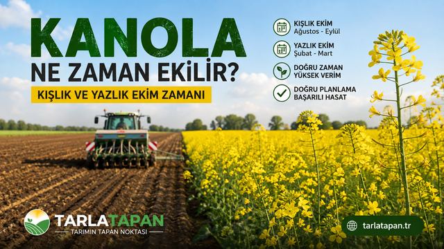 Kanola Ne Zaman Ekilir? Kışlık ve Yazlık Ekim Zamanı
