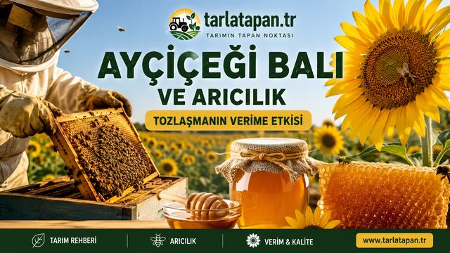 Ayçiçeği Balı ve Arıcılık: Tozlaşmanın Verime Etkisi