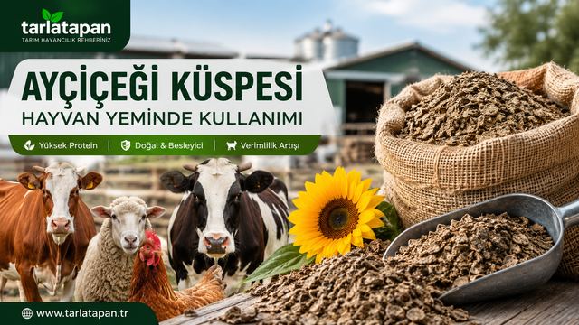 Ayçiçeği Küspesi Hayvan Yeminde Kullanımı