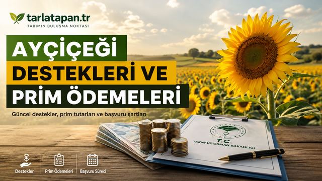 Ayçiçeği Destekleri ve Prim Ödemeleri