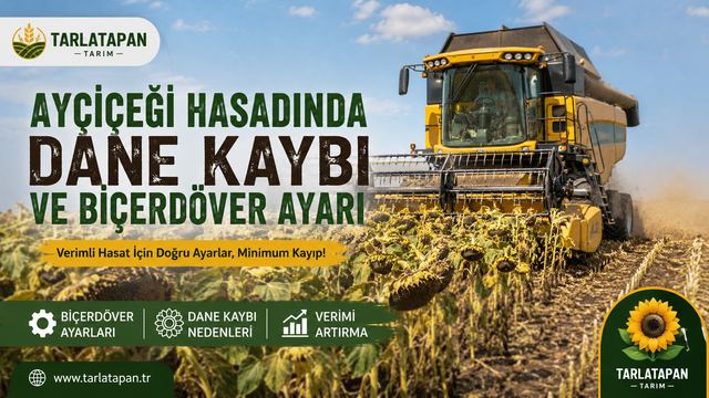 Ayçiçeği Hasadında Dane Kaybı ve Biçerdöver Ayarı