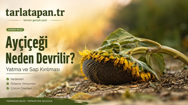 Ayçiçeği Neden Devrilir? Yatma ve Sap Kırılması