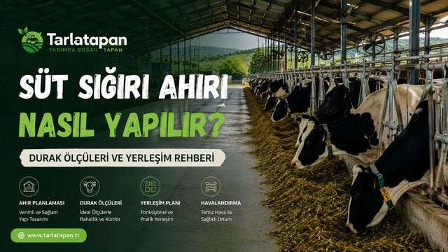 Süt Sığırı Ahırı Nasıl Yapılır? Durak Ölçüleri ve Yerleşim