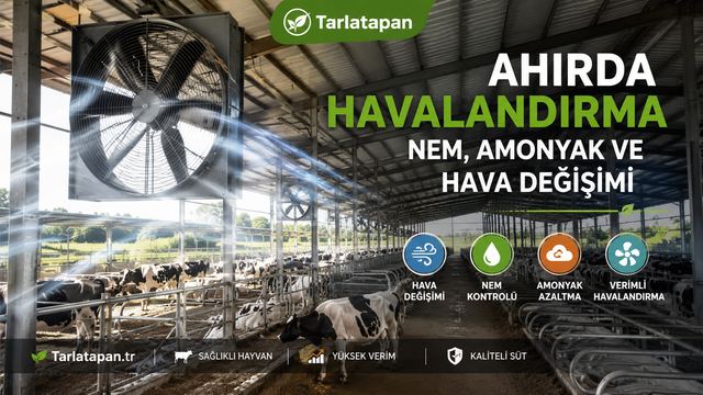 Ahırda Havalandırma: Nem, Amonyak ve Hava Değişimi