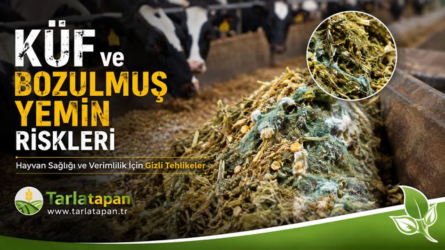 Kaba Yem Kalitesi Nasıl Anlaşılır? Gözle ve Analizle