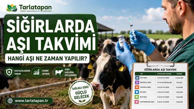 Sığırlarda Aşı Takvimi: Hangi Aşı Ne Zaman Yapılır