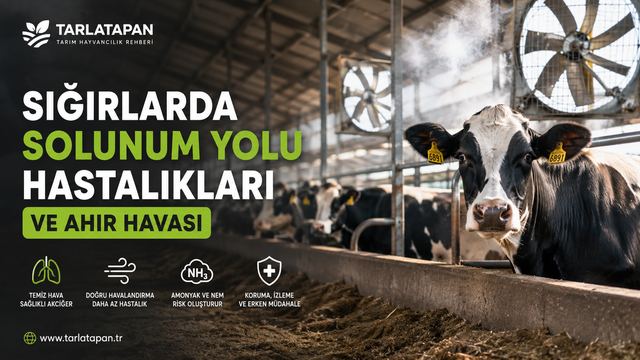 Sığırlarda Solunum Yolu Hastalıkları ve Ahır Havası