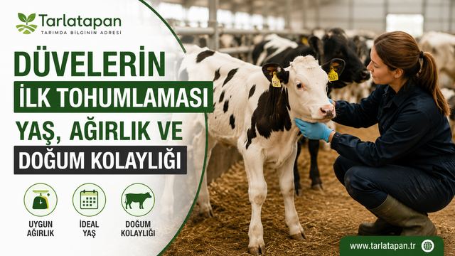Düvelerin İlk Tohumlaması: Yaş, Ağırlık ve Doğum Kolaylığı