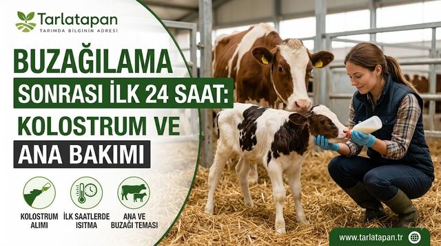 Buzağılama Sonrası İlk 24 Saat: Kolostrum ve Ana Bakımı