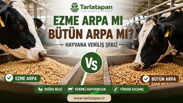 Ezme Arpa mı Bütün Arpa mı? Hayvana Veriliş Şekli