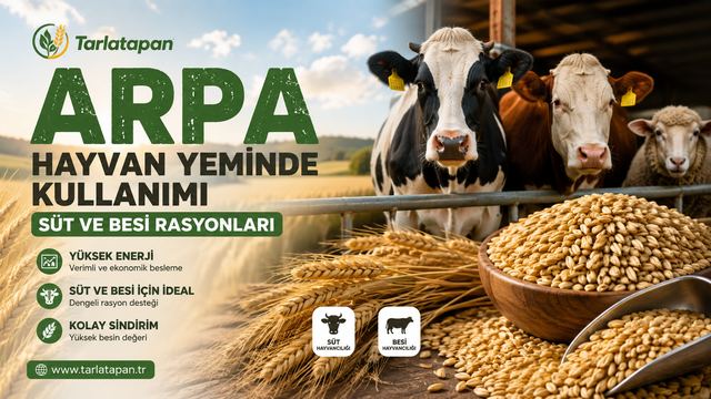 Arpa Hayvan Yeminde Kullanımı: Süt ve Besi Rasyonları