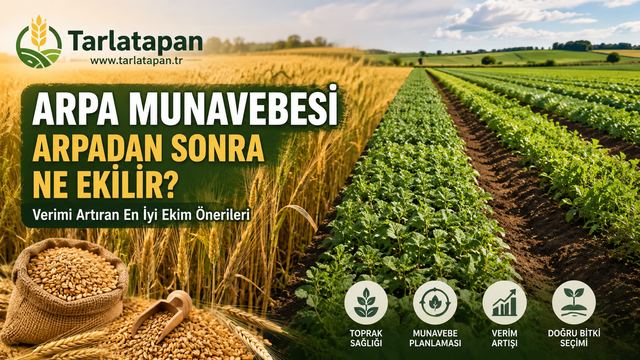 Arpa Münavebesi: Arpadan Sonra Ne Ekilir?