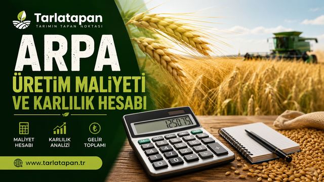 Arpa Üretim Maliyeti ve Kârlılık Hesabı